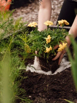 Hortiwool ®, 5 Pad Pack 13 Hortiwool ®, 5 Pad Pack -Soil N Tool Sales 8613263 12v