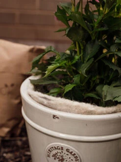 Hortiwool ®, 5 Pad Pack 14 Hortiwool ®, 5 Pad Pack -Soil N Tool Sales 8613263 17v