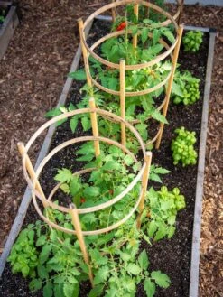 Bamboo Tomato Cages, Set Of 3 -Soil N Tool Sales 8613426 6916