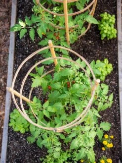 Bamboo Tomato Cages, Set Of 3 -Soil N Tool Sales 8613426 6921