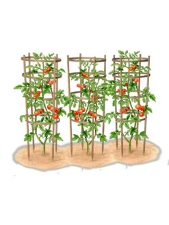 Bamboo Tomato Cages, Set Of 3 -Soil N Tool Sales 8613426 art