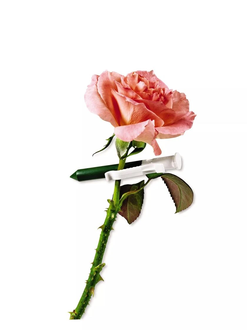 Garlic Clips, Set Of 25 1 Garlic Clips, Set Of 25